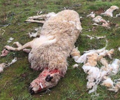 Un ataque del lobo deja 25 ovejas muertas en una explotación de Palencia